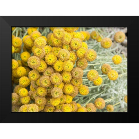 Yellow Puff Balls Black Modern Wood Framed Art Print by Johnson, George