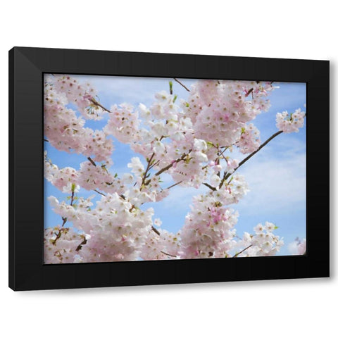Spring Blossoms Black Modern Wood Framed Art Print with Double Matting by Johnson, George