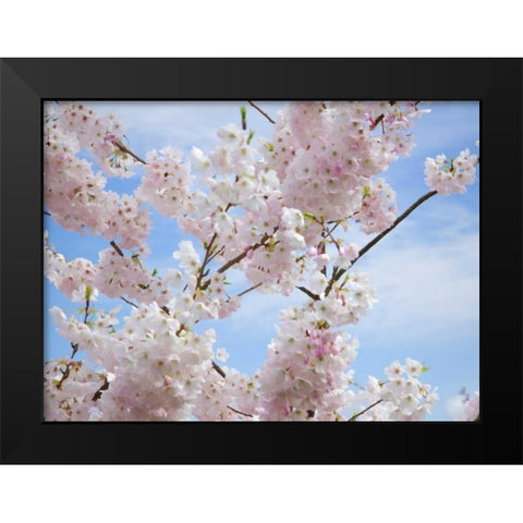Spring Blossoms Black Modern Wood Framed Art Print by Johnson, George