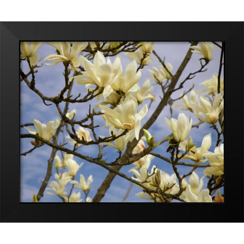 Tulip Treer Black Modern Wood Framed Art Print by Johnson, George