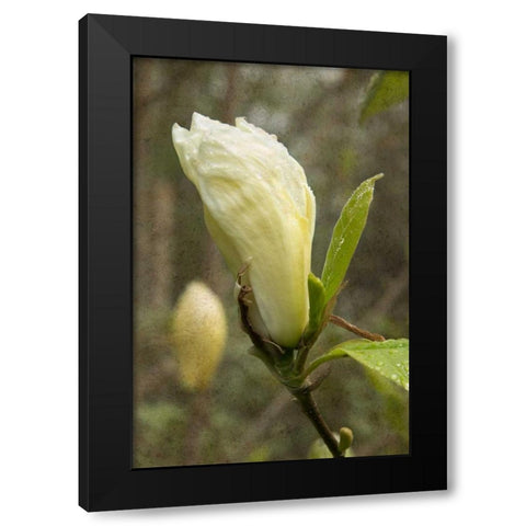 White Tulip Tree I Black Modern Wood Framed Art Print by Johnson, George