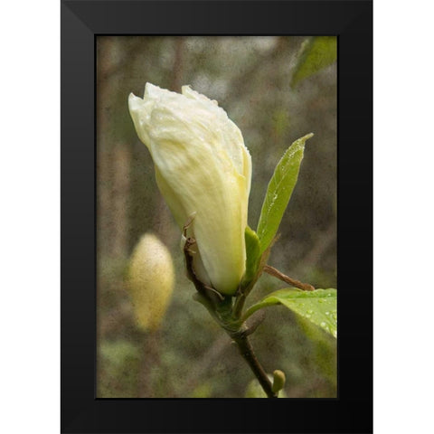 White Tulip Tree I Black Modern Wood Framed Art Print by Johnson, George