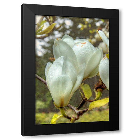 White Tulip Tree II Black Modern Wood Framed Art Print by Johnson, George