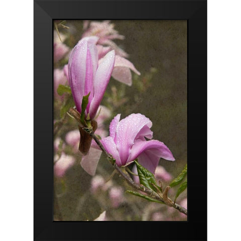 Pink Tulip Tree I Black Modern Wood Framed Art Print by Johnson, George