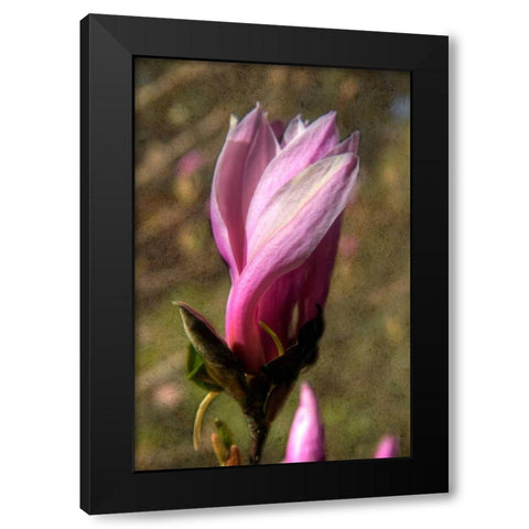 Pink Tulip Tree II Black Modern Wood Framed Art Print with Double Matting by Johnson, George