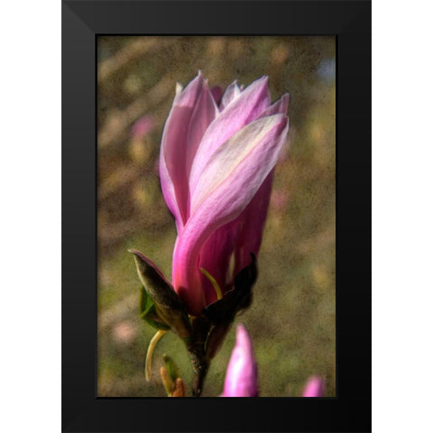 Pink Tulip Tree II Black Modern Wood Framed Art Print by Johnson, George