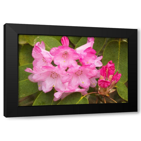 Rhododendron I Black Modern Wood Framed Art Print with Double Matting by Johnson, George