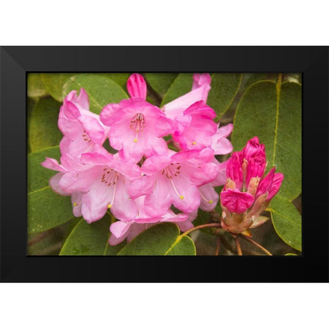 Rhododendron I Black Modern Wood Framed Art Print by Johnson, George