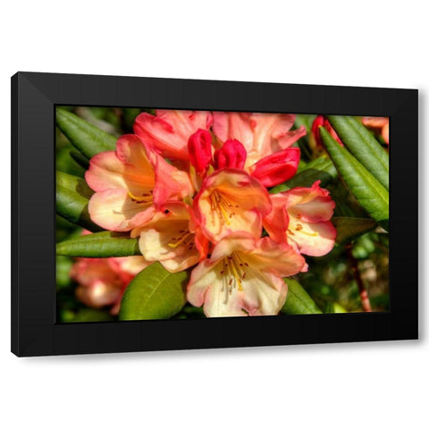 Rhododendron II Black Modern Wood Framed Art Print with Double Matting by Johnson, George