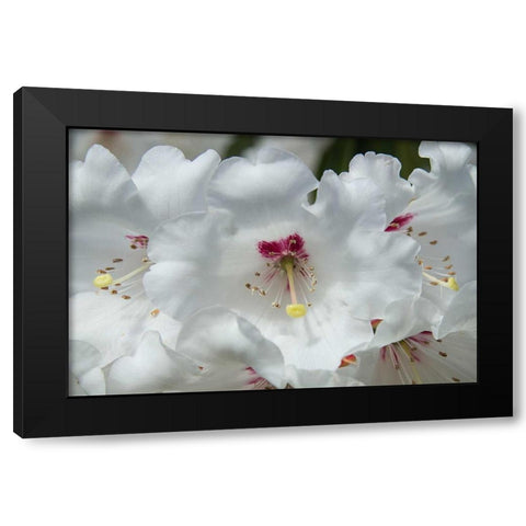 White Rhododendron Black Modern Wood Framed Art Print by Johnson, George