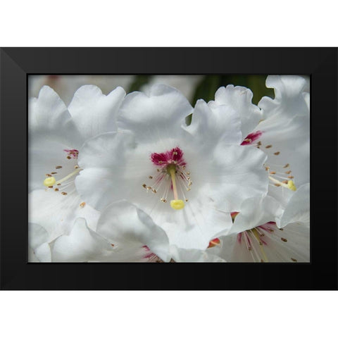 White Rhododendron Black Modern Wood Framed Art Print by Johnson, George