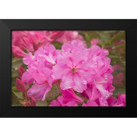 Pink Rhododendron Black Modern Wood Framed Art Print by Johnson, George