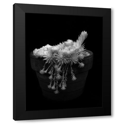 Potted Succulent Black Modern Wood Framed Art Print with Double Matting by Johnson, George