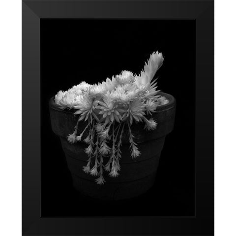 Potted Succulent Black Modern Wood Framed Art Print by Johnson, George
