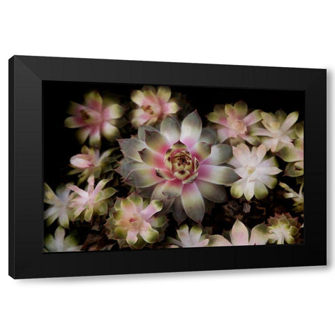 Small Succulents Black Modern Wood Framed Art Print with Double Matting by Johnson, George