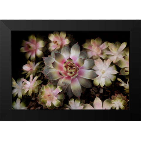 Small Succulents Black Modern Wood Framed Art Print by Johnson, George