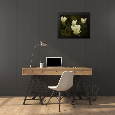 Tulip Tree Flowers Black Modern Wood Framed Art Print by Johnson, George