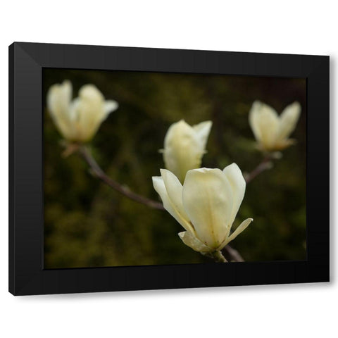 Tulip Tree Flowers Black Modern Wood Framed Art Print by Johnson, George