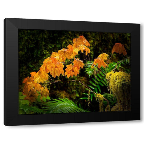 Hoh Rain Forest Black Modern Wood Framed Art Print by Johnson, George