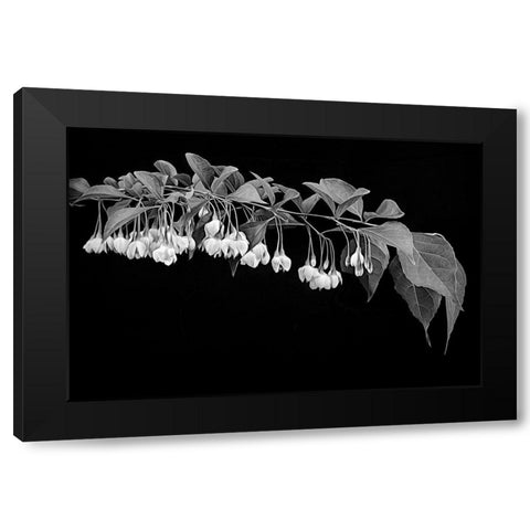 Japanese Snowbell Black Modern Wood Framed Art Print by Johnson, George