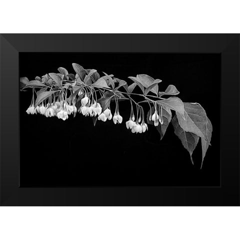 Japanese Snowbell Black Modern Wood Framed Art Print by Johnson, George