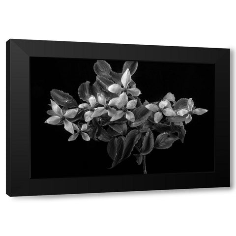 In From the Rain Black Modern Wood Framed Art Print by Johnson, George
