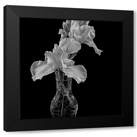 White Iris Black Modern Wood Framed Art Print with Double Matting by Johnson, George