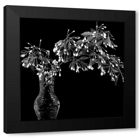 White Tree Flowers Black Modern Wood Framed Art Print with Double Matting by Johnson, George