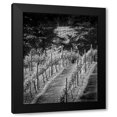 Vineyard I Black Modern Wood Framed Art Print with Double Matting by Larson, Scott