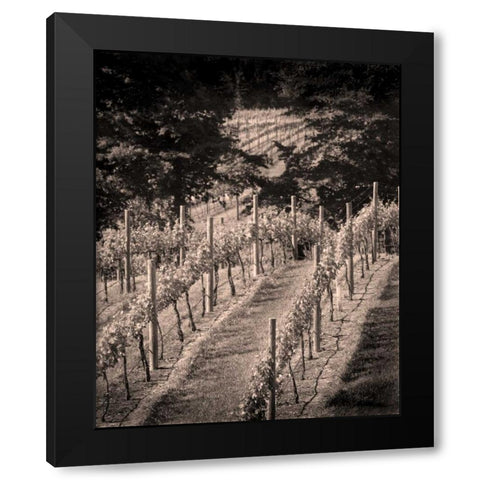 Vineyard III Black Modern Wood Framed Art Print by Larson, Scott