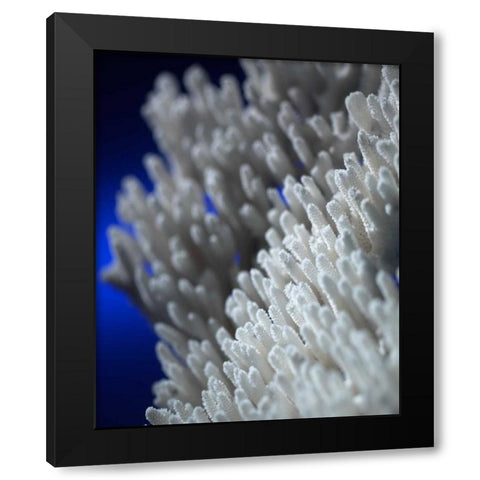 Sea Coral II Black Modern Wood Framed Art Print with Double Matting by Larson, Scott