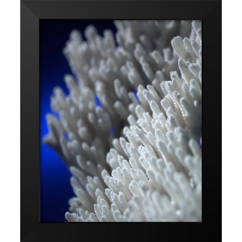 Sea Coral II Black Modern Wood Framed Art Print by Larson, Scott