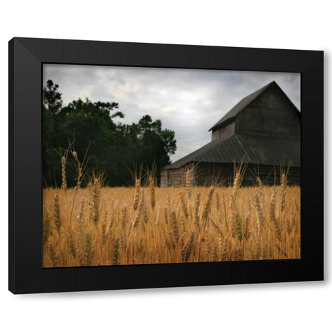 Harvest Time I Black Modern Wood Framed Art Print by Larson, Scott