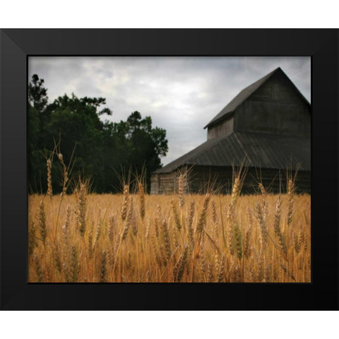 Harvest Time I Black Modern Wood Framed Art Print by Larson, Scott