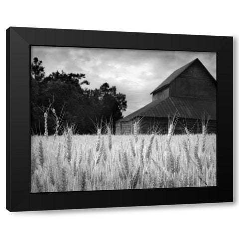 Harvest Time II Black Modern Wood Framed Art Print with Double Matting by Larson, Scott