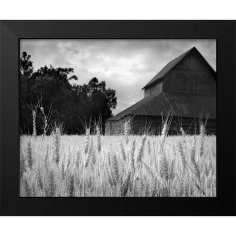 Harvest Time II Black Modern Wood Framed Art Print by Larson, Scott