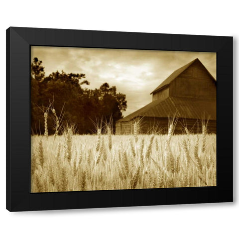 Harvest Time III Black Modern Wood Framed Art Print by Larson, Scott
