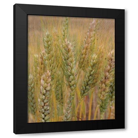 Turning Grain I Black Modern Wood Framed Art Print with Double Matting by Larson, Scott