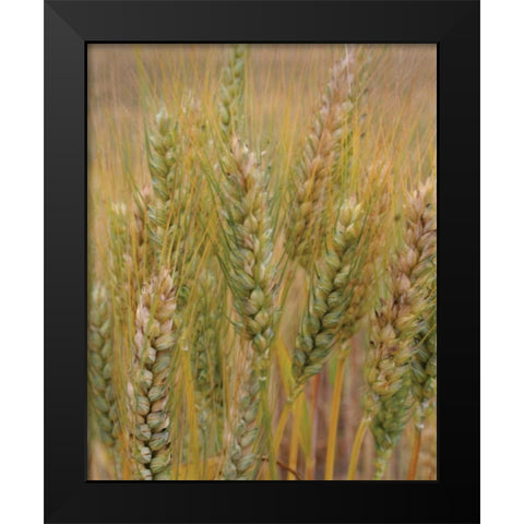 Turning Grain I Black Modern Wood Framed Art Print by Larson, Scott