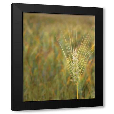 Turning Grain II Black Modern Wood Framed Art Print with Double Matting by Larson, Scott