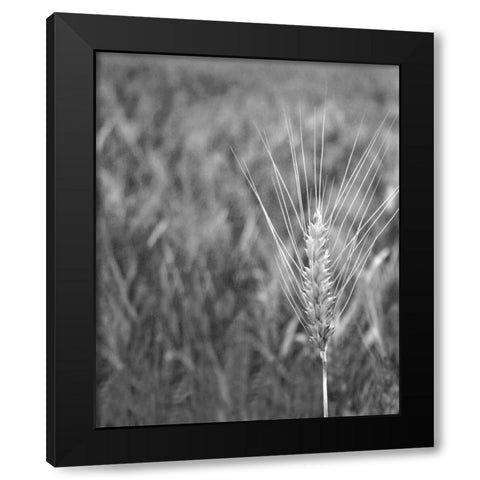 Turning Grain III Black Modern Wood Framed Art Print by Larson, Scott