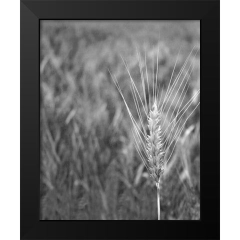 Turning Grain III Black Modern Wood Framed Art Print by Larson, Scott