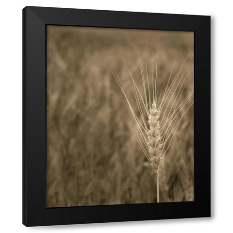 Turning Grain IV Black Modern Wood Framed Art Print with Double Matting by Larson, Scott