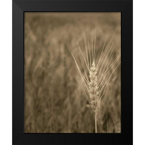 Turning Grain IV Black Modern Wood Framed Art Print by Larson, Scott