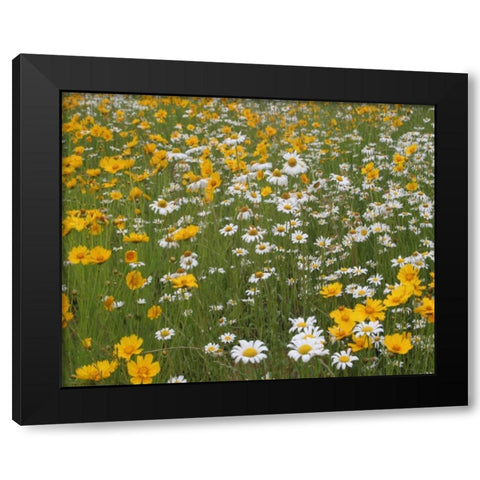 High Meadow II Black Modern Wood Framed Art Print by Larson, Scott