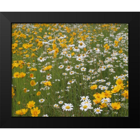 High Meadow II Black Modern Wood Framed Art Print by Larson, Scott