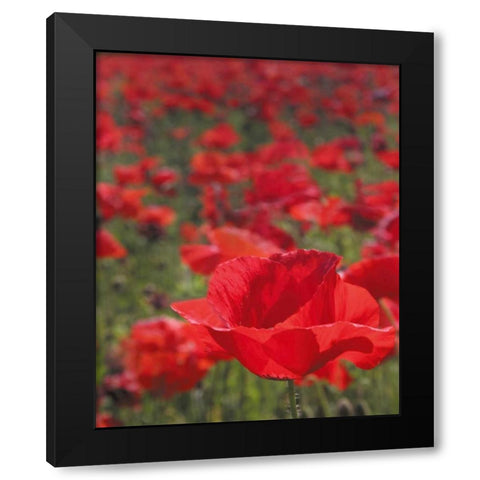 Poppy Field I Black Modern Wood Framed Art Print with Double Matting by Larson, Scott