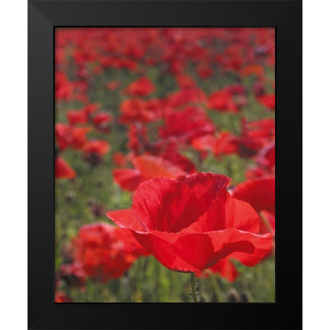 Poppy Field I Black Modern Wood Framed Art Print by Larson, Scott
