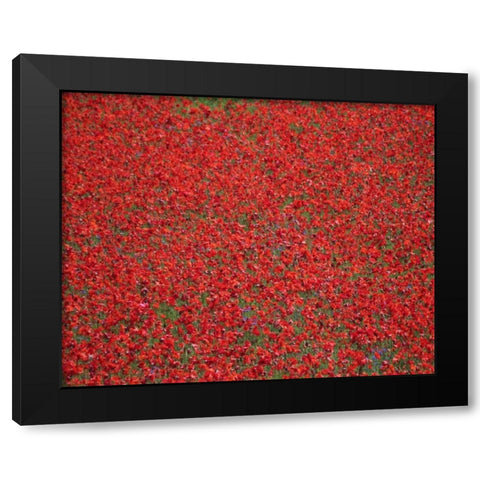 Poppy Field II Black Modern Wood Framed Art Print with Double Matting by Larson, Scott