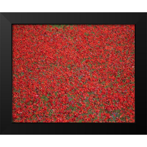 Poppy Field II Black Modern Wood Framed Art Print by Larson, Scott